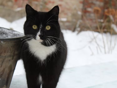Cat at our temporary safe-house