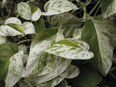 white pothos leaves