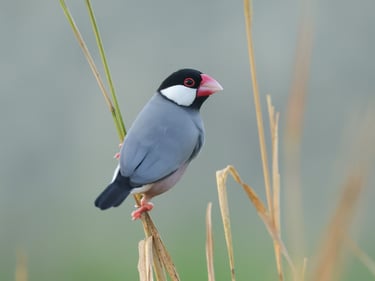 A small Java Sparrow bird with a pink beak perched on a dried grass stem in a field..