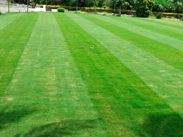 lawn grass in Rajahmundry, lawn grass suppliers Rajahmundry