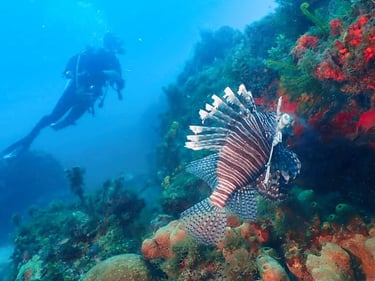 The TTT team in the field, supporting reef conservation and lionfish management