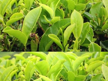 potent antioxidant