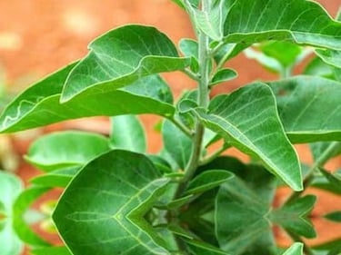 Withania Somnifera