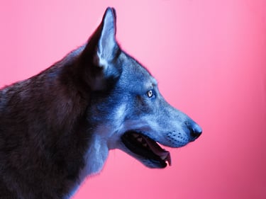 Portrait chien studio finistère brest