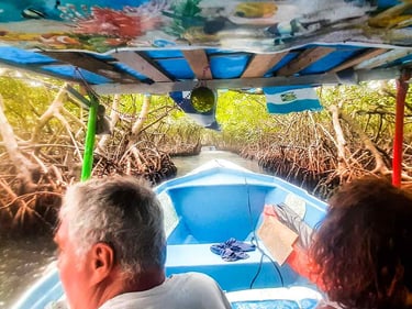Mangrove Tour Roatan