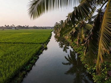 Aerial bird's-eye view of Kerala backwater canals at soft morning light, palm fronds framing the upper edge, narrow waterway splitting green paddy, still water reflecting pale sky