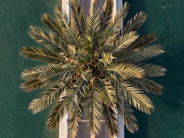 Wide aerial photograph of Palm Jumeirah fronds from above under clear morning light, the trunk boulevard visible, Gulf water surrounding both sides, no people, geometric precision