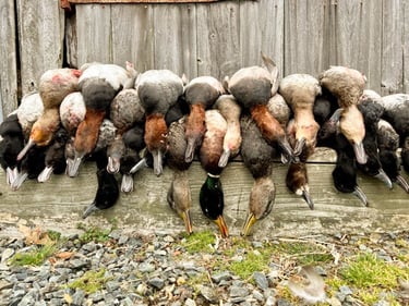 A long row of harvested ducks and geese hanging from a wooden rail against a weathered gray barn.