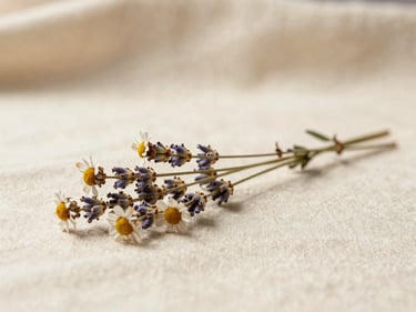 A single dried botanical sprig — chamomile or lavender — resting on warm cream linen, soft diffused morning light, minimal and still