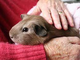 Therapy Guinea Pig being held.