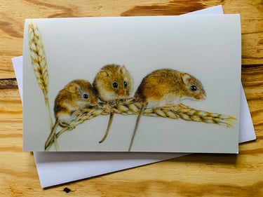 Harvest mice