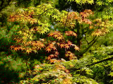 a tree with red leaves on it