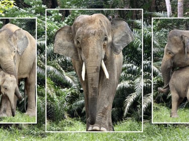 a baby elephant standing next to a mother elephant