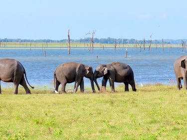 a herd of elephants walking across a grassy field