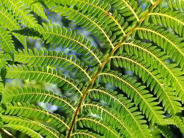 a green fern leaf
