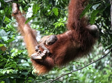 a baby oranguela hanging on its mother