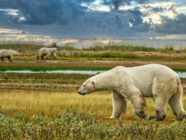 a polar bear walking through a field 