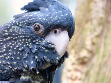 a female red-tailed black cockatoo