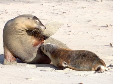 a sealion and a baby sealion feeding