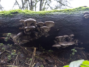 Wild edible oyster mushrooms growing on a mossy fallen log in a damp forest setting.
