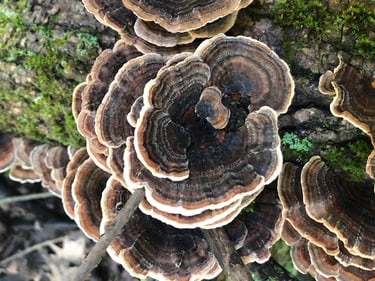 Wild turkey tail mushrooms with brown and white concentric circles growing on a mossy log.