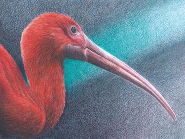 a scarlet red bird with a long pink beak