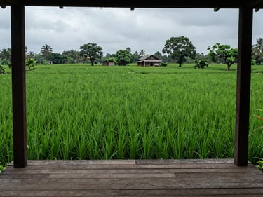 Portrait-framed view of a Karjat farmhouse courtyard surrounded by deep monsoon-green paddy fields, overcast diffuse light, no people, simple wooden veranda in the foreground