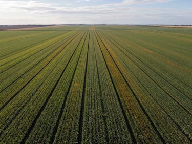Wide aerial view of agricultural fields in full season, crop rows visible with subtle variation in canopy color indicating health zones, flat horizon and natural overcast daylight
