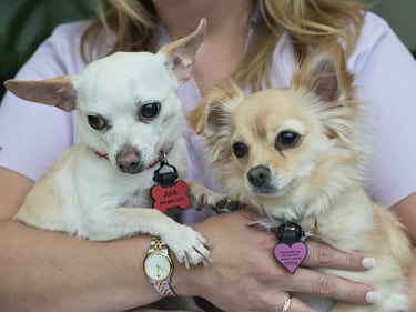 Jack and Bella, the dental office’s friendly canine greeters, our therapy puppies