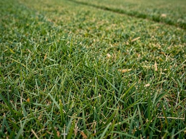 Close detail shot in natural daylight of a freshly mowed lawn edge, grass blades sharp and even, mower track visible in the background. No people.