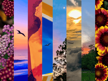 a series of six different images of flowers