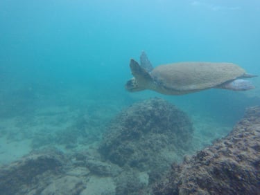 Marine turtle (Chelonia mydas) in Byblos