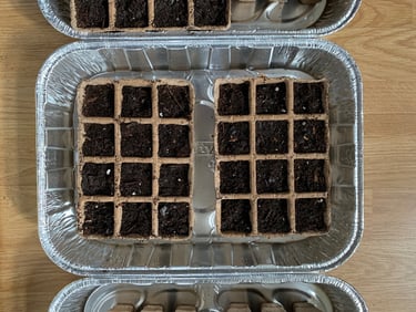 Preparing to sow the first seeds of Spring at Mallow Rose Cottage, Spring 2023
