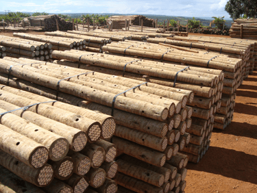 Varias peças deu eucalipto tratado em um patio - Imader