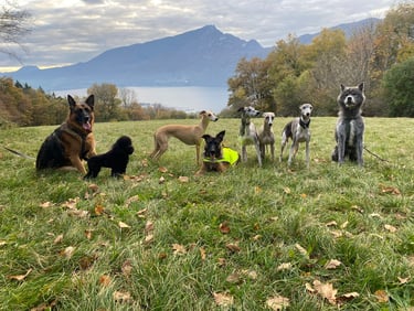 nos chiens en balade avec les copains