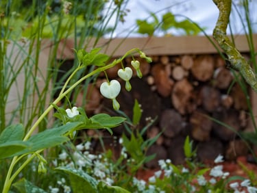 A beautiful Dicentra spectabilis ‘Alba’ in the foreground, whilst in the background a bench with logs stacked underneath