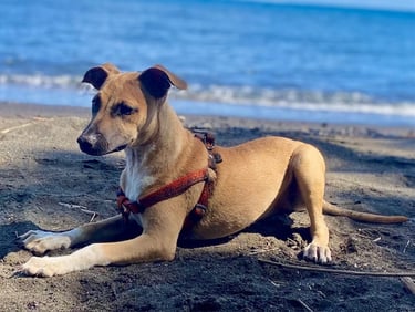 un chien couché sur la plage avec un harnais