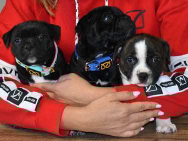 cuccioli staffy staffordshire bull terrier grecalestaffs