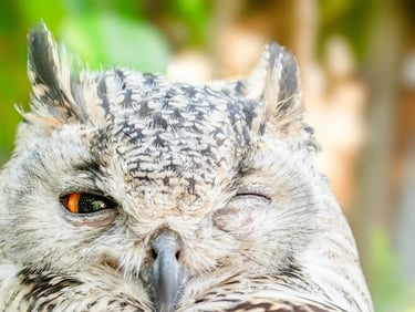 Photo En Gros Plan De Hibou Avec Un œil Ouvert- libre de droits