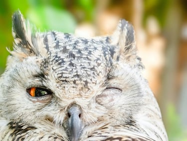 Photo En Gros Plan De Hibou Avec Un œil Ouvert- libre de droits
