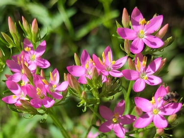 Terapia Holistica, Esencias Florales, Holistic therapy, Flower essence