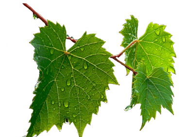 Vigne, amboise, Vallée de la Loire