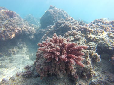 Underwater landscape with red algae