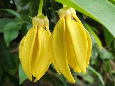 Climbing Ylang-Ylang