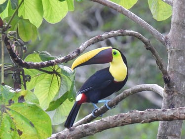 toucan in a tree in Costa Rica