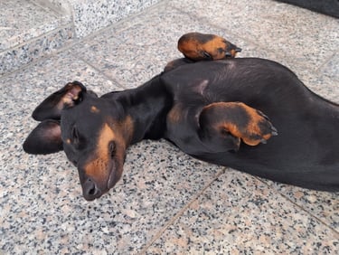 schlafender Hund