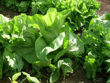 salade fraiche et craquante