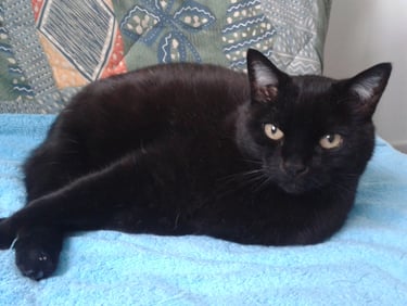 Joli chat noir couché sur canapé