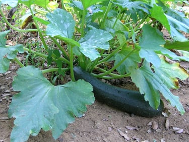 courgette verte 