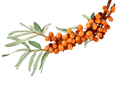 Sanddorn Argousier Sanddornbeeren